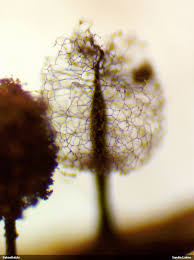 Attēlu rezultāti vaicājumam “Comatricha meandrispora stalked”