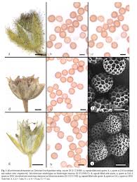 Attēlu rezultāti vaicājumam “Microbotryum tragopogonis - pratensis”