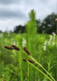 Attēlu rezultāti vaicājumam “Carex acutiformis fruit”