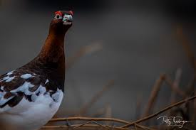 Image result for Lagopus lagopus