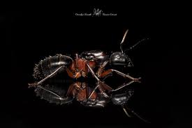 Attēlu rezultāti vaicājumam “Camponotus herculeanus”