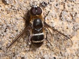 Attēlu rezultāti vaicājumam “Bombyliidae”