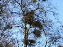 Attēlu rezultāti vaicājumam “Taphrina betulina”