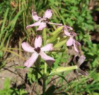 Attēlu rezultāti vaicājumam “Microbotryum tragopogonis - pratensis”