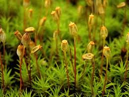 Attēlu rezultāti vaicājumam “Polytrichales”