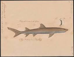 Image result for Triaenodon obesus