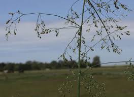 Image result for rosa aquatica