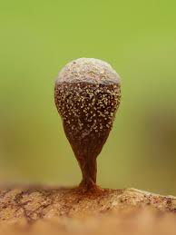 Attēlu rezultāti vaicājumam “Craterium aureonucleatum”