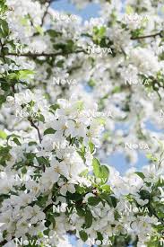 Attēlu rezultāti vaicājumam “Malus x zumi”