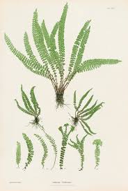 Attēlu rezultāti vaicājumam “Asplenium trichomanes”