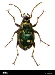 Attēlu rezultāti vaicājumam “Omophron limbatum”