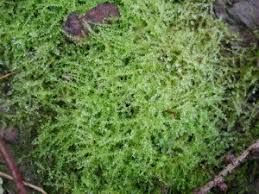 Attēlu rezultāti vaicājumam “Oxyrrhynchium hians var. rigidum”