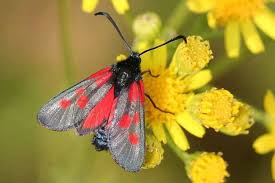 Attēlu rezultāti vaicājumam “Zygaena viciae”