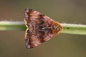 Attēlu rezultāti vaicājumam “Panemeria tenebrata”