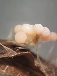 Attēlu rezultāti vaicājumam “Didymium melanospermum”