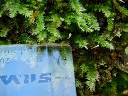 Attēlu rezultāti vaicājumam “Plagiothecium laetum”