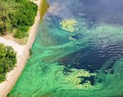 Attēlu rezultāti vaicājumam “Cyanophyta”