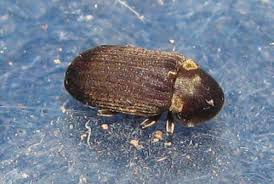 Attēlu rezultāti vaicājumam “Anobiidae”