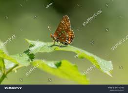 Attēlu rezultāti vaicājumam “Euphydryas maturna”