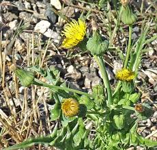 Attēlu rezultāti vaicājumam “Sonchus asper flower”