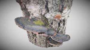 Attēlu rezultāti vaicājumam “Phellinus nigricans”