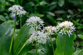 Attēlu rezultāti vaicājumam “Allium ursinum flower”
