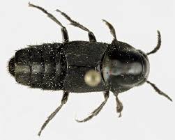 Attēlu rezultāti vaicājumam “Quedius dilatatus”