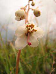 Attēlu rezultāti vaicājumam “Pyrola rotundifolia”