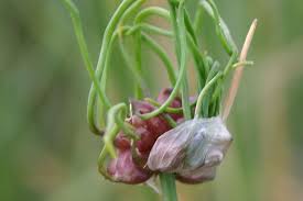 Attēlu rezultāti vaicājumam “Allium sativum bud”