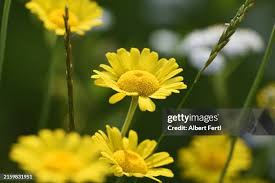 Image result for Anthemis tinctoria