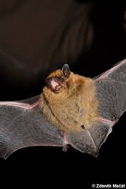 Attēlu rezultāti vaicājumam “Pipistrellus pygmaeus”