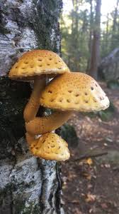 Attēlu rezultāti vaicājumam “Pholiota heteroclita”