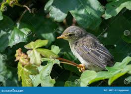 Attēlu rezultāti vaicājumam “Phylloscopus trochilus nest”