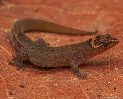 Attēlu rezultāti vaicājumam “Lophozia capitata”