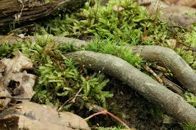 Attēlu rezultāti vaicājumam “Plagiothecium denticulatum”