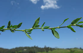 Attēlu rezultāti vaicājumam “Polygonum arenastrum flower”