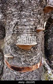 Attēlu rezultāti vaicājumam “Phellinus nigricans”