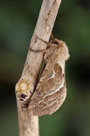 Attēlu rezultāti vaicājumam “Hepialus sylvina female”