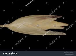 Attēlu rezultāti vaicājumam “Danthonia decumbens bud”