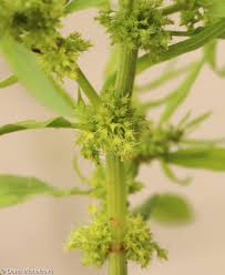 Attēlu rezultāti vaicājumam “Rumex maritimus”