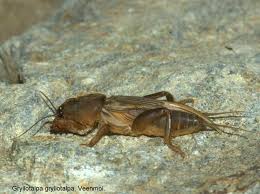 Attēlu rezultāti vaicājumam “Gryllotalpa gryllotalpa”