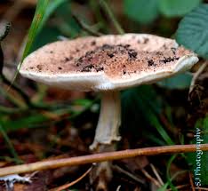 Attēlu rezultāti vaicājumam “Lepiota aspera”