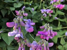 Attēlu rezultāti vaicājumam “Dipogon sp.”