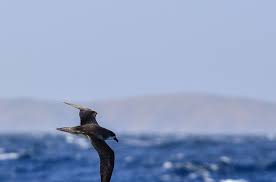 Image result for Pterodroma feae