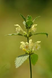 Image result for Galeopsis segetum