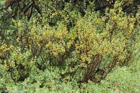 Attēlu rezultāti vaicājumam “Betula nana flower”