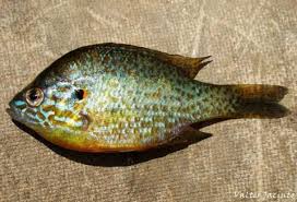 Image result for Lepomis gibbosus