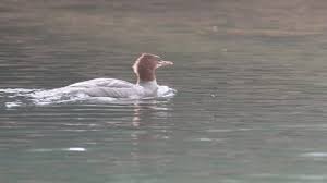 Attēlu rezultāti vaicājumam “Mergus merganser juvenile”