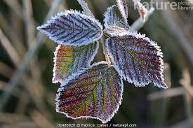 Attēlu rezultāti vaicājumam “Rubus plicatus leaf”