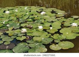 Attēlu rezultāti vaicājumam “Nymphaea candida leaf”